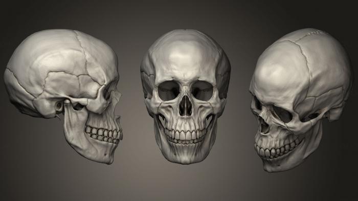 Anatomy of skeletons and skulls (ANTM_1212) 3D model for CNC machine